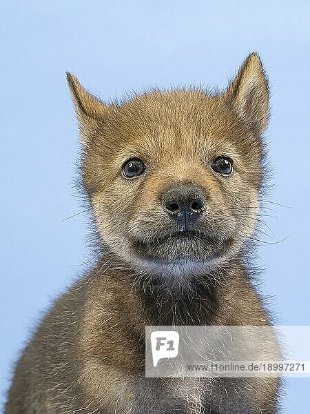 Eurasischer Wolf (Canis lupus lupus)  Tierportrait  frontal  Blickkontakt  Ohren angelegt  Welpe  Jungtier  juvenil  captive  3.5 Wochen  Studioaufnahme  Hintergrund blau
