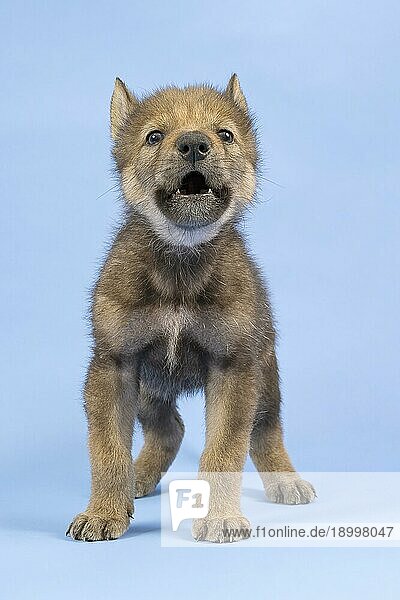 Eurasischer Wolf (Canis lupus lupus)  stehend  frontal  heult  Welpe  Jungtier  juvenil  captive  3.5 Wochen  Studioaufnahme  Hintergrund blau