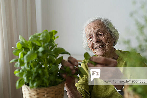 Smiling woman examining basil plant at home