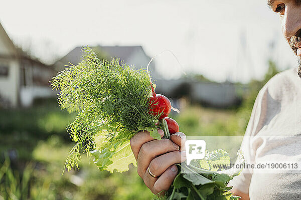 Farmer holding radish and dill in field