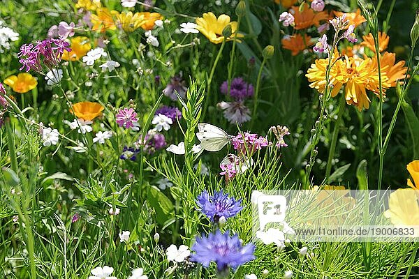 Landschaft  Kleiner Kohlweißling (Pieris rapae)  Schmetterling  Blumenwiese  Blüten  bunt  Natur  Deutschland  Der Kleine Kohlweißling sitzt in der Mitte einer Blumenwiese und saugt Nektar aus einer Blüte  Europa