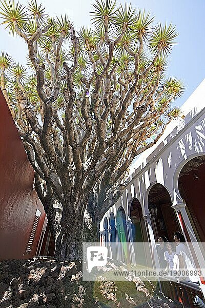 Größter Drachenbaum (Dracaena) auf Gran Canaria  Gáldar  Provinz Las Palmas  Gran Canaria  Kanarische Inseln  Spanien  Europa