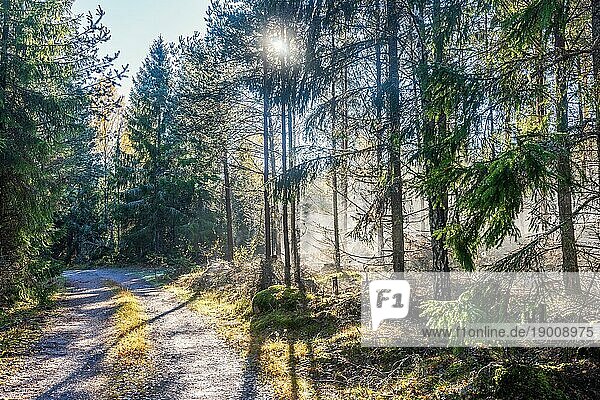 Waldweg in einem Fichtenwald mit Sonnenstrahlen im Morgennebel im Herbst  Schweden  Europa