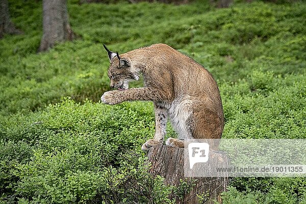 Eurasischer Luchs (Lynx lynx) sitzt auf einem Baumstumpf und leckt sich die Pfote  Wildpark Mautern  Steiermark  Österreich  Europa