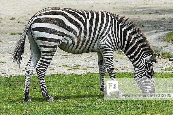Böhm Zebra (Equus quagga boehmi) (Equus quagga zambeziensis) beim Grasen