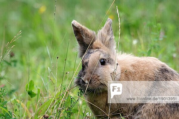 Nahaufnahme  Hauskaninchen (Oryctolagus cuniculus forma domestica)  Kaninchen  Haustier  niedlich  Gras  draußen  Ein niedliches Kaninchen sitzt zwischen hohen Grashalmen und vertrockneten Blütenstängel