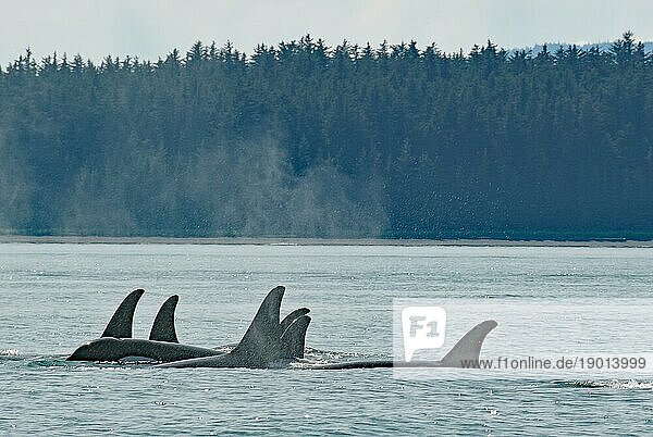 Größe Gruppe von Orca Walen zieht dicht an dicht durchs Wasser  Küste und Wald  Inside Passage  Juneau  Alaska  USA  Nordamerika