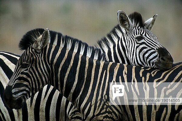 Gegenseitige Fellpflege von Steppenzebras (Equus quagga) und Burchell Zebras (Equus burchelli)  Krüger Nationalpark  Südafrika