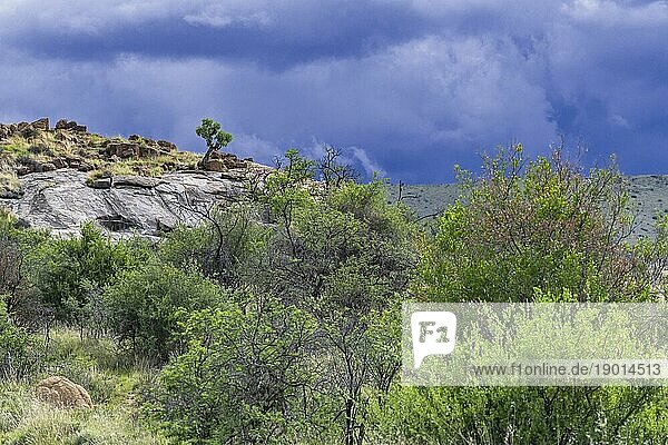 Bedrohliche dunkle Regenwolken eines herannahenden Gewitters über dem Mountain Zebra National Park  Ostkap  Südafrika