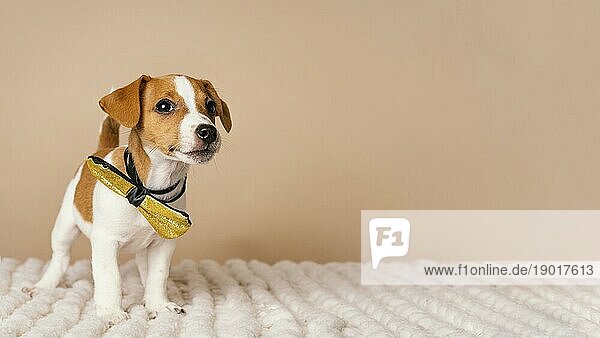 Cute Beagle trägt gelbe Schleife Zeit. Auflösung und hohe Qualität schönes Foto
