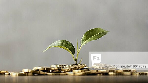 Frontansicht Pflanze wächst aus goldenen Münzen. Auflösung und hohe Qualität schönes Foto