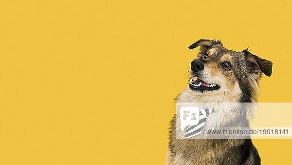 Frontansicht schöner Hund mit Kopierraum. Auflösung und hohe Qualität schönes Foto