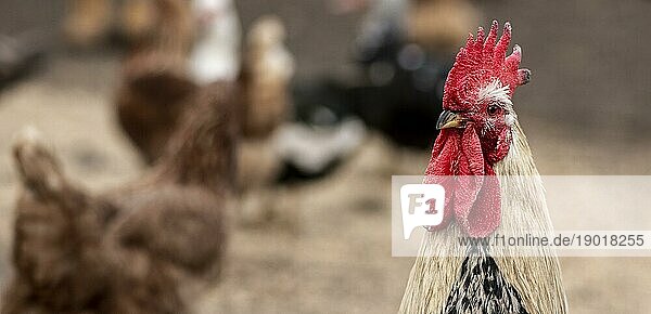 Close up Hahn verschwommen Hühner. Auflösung und hohe Qualität schönes Foto