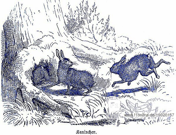 Drei Kaninchen vor der Höhle  Hubertus Jagd und Jagdszenen  Wildtiere  Erdloch  Baum  Gras  laufen  lange Ohren  Natur  historische Illustration um 1860