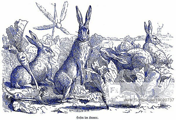 Drei Hasen im Kraut  Hubertus Jagd und Jagdszenen  Wildtiere  Feld  Salat  Rüben  Gemüse  fressen  Nahrung  lange Ohren  historische Illustration um 1860