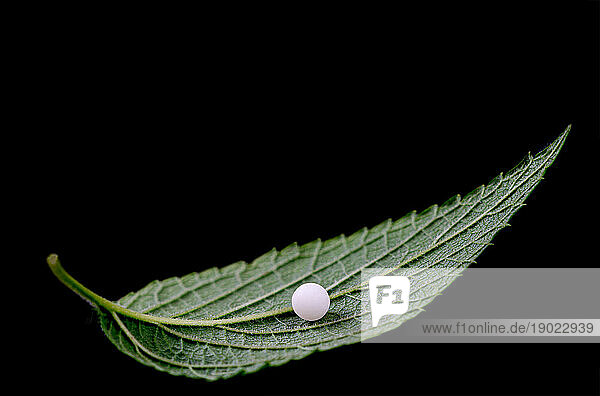 Homeopathy pellet placed on a leaf.