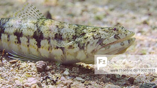 Porträt des Schlanken Eidechsenfisches oder Grazilen Eidechsenfisches (Saurida gracilis) auf sandigem Grund an einem sonnigen Tag im Sonnenlicht  Rotes Meer  Ägypten  Afrika