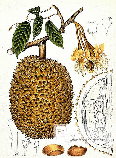 Durian (Durio zibethinus)  Durianbaum  auch Zibetbaum genannt  ist eine Pflanzenart innerhalb der Familie der Malvengewächse  Historisch  digital verbesserte Reproduktion einer Vorlage aus der damaligen Zeit