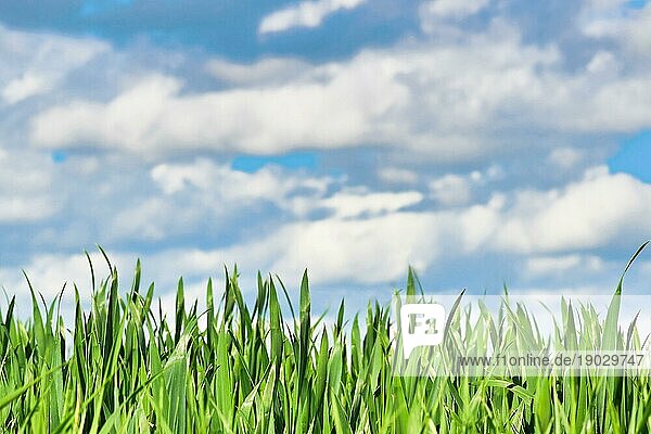 Getreidefeld mit dichtem Gras ohne Ähre im zeitigen Frühjahr mit blauem Himmel im Hintergrund