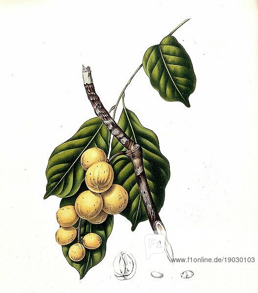 Lansibaum (Lansium domesticum)  ist eine Pflanzenart aus der Familie der Mahagonigewächse  Meliaceae. Er stammt wohl ursprünglich aus Malaysia und ist in Europa kaum bekannt  jedoch sind seine Früchte auf den Philippinen  in Thailand  Malaysia und Indonesien sehr populär  Historisch  digital verbesserte Reproduktion einer Vorlage aus der damaligen Zeit