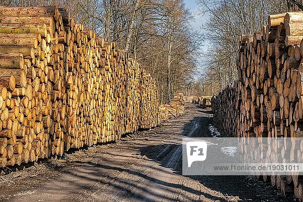 Wald Waldweg mit Holzpolter