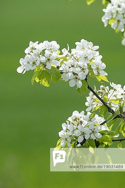 Kultur-Birne (Pyrus communis)  Zweig mit Blüten und Blättern  Thüringen  Deutschland  Europa