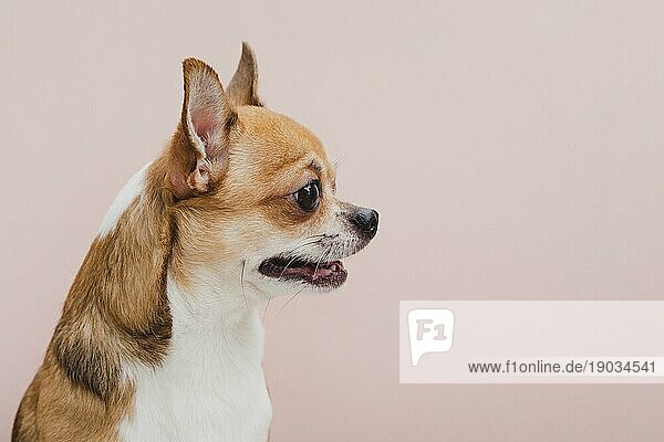 Seitenansicht Hund mit offenem Maul schaut weg. Auflösung und hohe Qualität schönes Foto