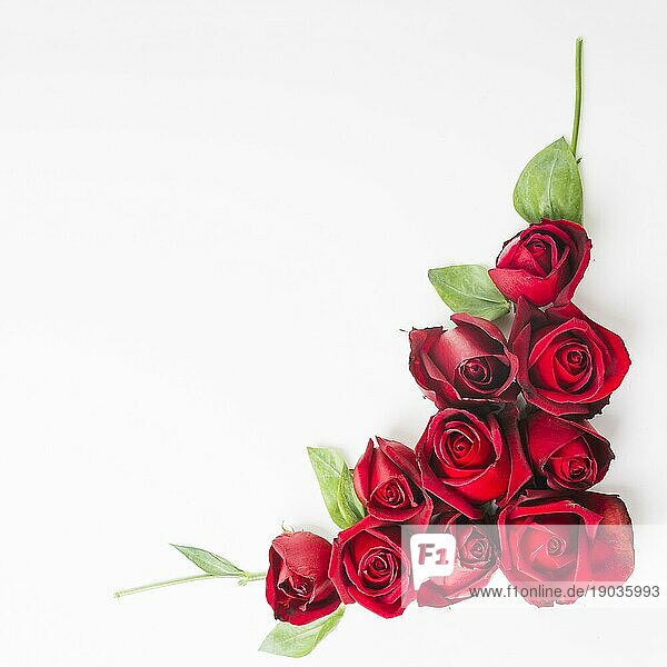 Rote schöne Rosen weißer Hintergrund. Auflösung und hohe Qualität schönes Foto