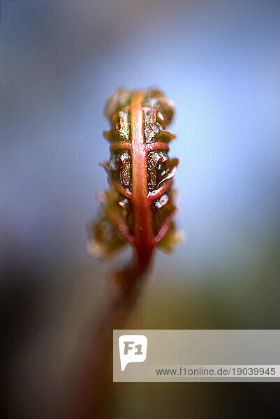 The beginning stage of a fern before it unfurls.