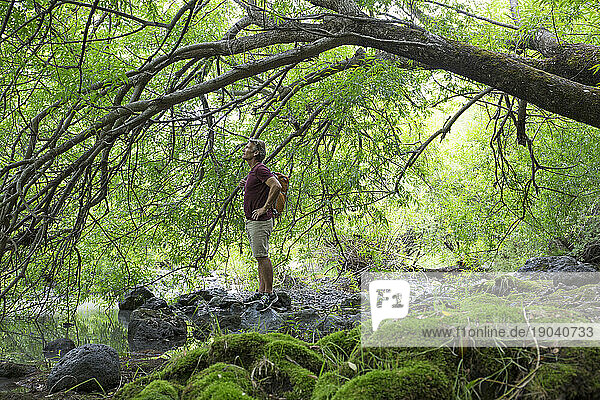 Hiker looks into forest canopy form stream edge