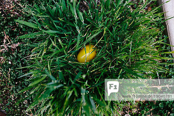 A plastic yellow Easter egg nestled in a tuft of green grass