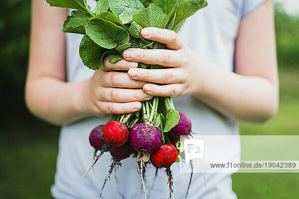 Purple and Red Radishes Freshly Picked From the Garden