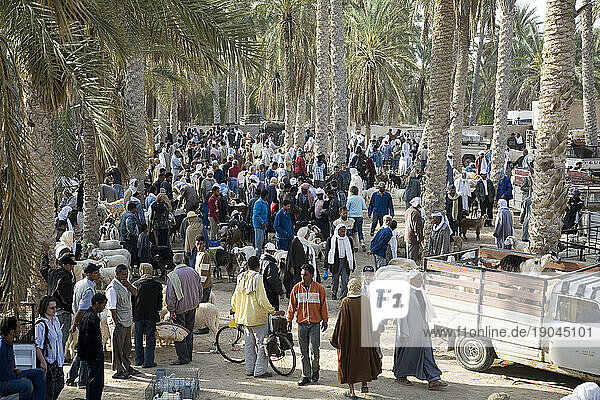 Weekly animal market in Douz  Tunisia