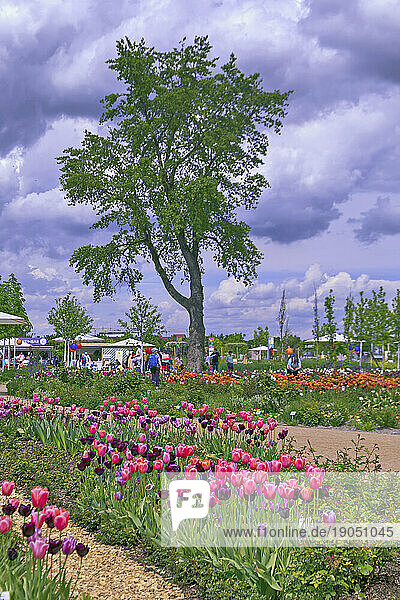 Tulpenbeete und Zukunftsbäume im Spinelli-Park auf der BUGA  Bundesgartenschau 2023 in der Universitätsstadt Mannheim in der Kurpfalz in Baden-Württemberg  Deutschland  Europa