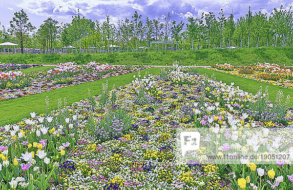 Tulpenfelder und Blumenarrangements im Spinelli-Park auf der BUGA  Bundesgartenschau 2023 in der Universitätsstadt Mannheim in der Kurpfalz in Baden-Württemberg  Deutschland  Europa