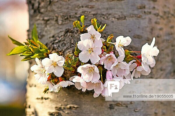Blüten des japanischen Kirschblütenbaums 'Somei Yoshino'  die aus dem Stamm wachsen