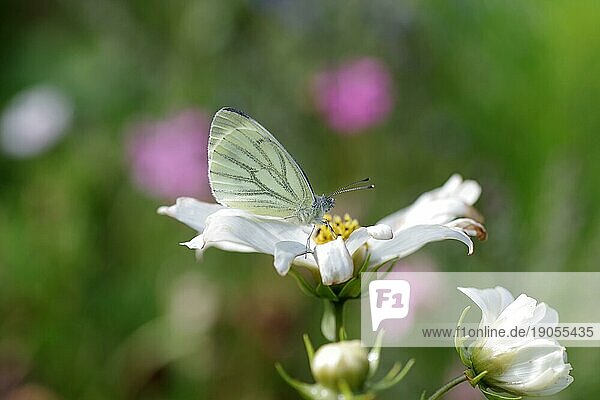 Rapsweißling (Pieris napi)  Schmetterling  Tagfalter  Insekt  Flügel  Blume  Blüte  Der Rapsweißling sitzt mit geschlossenen Flügeln auf einer weißen Blüte. Nahaufnahme von einem ruhenden Falter auf einer Blume