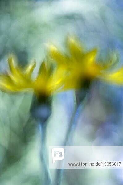 Gelbe Blumen  Nahaufnahme  Wischer  zwei Blüten mit blauen Stielen  Hintergrund grün und blau verschwommen  Ruhrgebiet  Deutschland  Europa