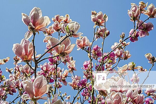 Hellrosa blühend  Magnolia veitchii Bean  Hybride zwischen M. campbellii und M. denudata mit rosa Blüten im Frühjahr