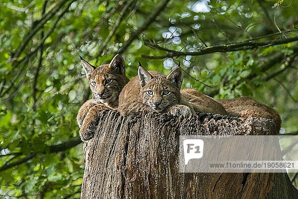Drei junge Europäische Luchse (Lynx lynx)  die sich auf einem Baumstamm im Wald ausruhen