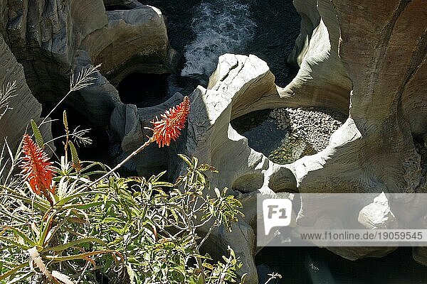 Rotglühender Schürrling (Kniphofia linearifolia) an den Bourke's Luck Potholes  Drakensberge  Südafrika