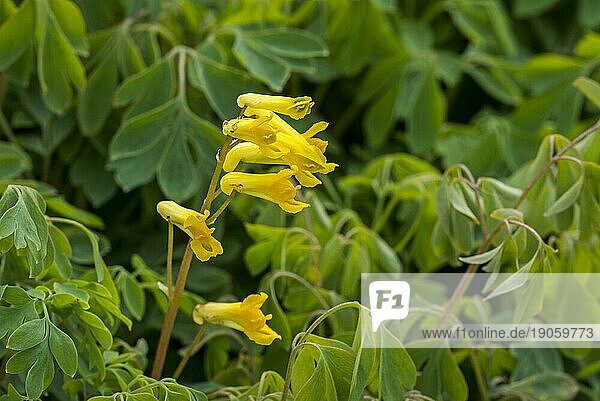 Gelber Lerchensporn (Pseudofumaria lutea) in Blüte  Vorkommen in den West und Zentralalpen Italiens und der Schweiz