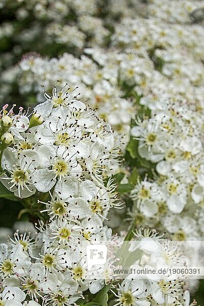 Weißdorn (Crataegus) in Blüte mit weißen Blüten im Frühjahr