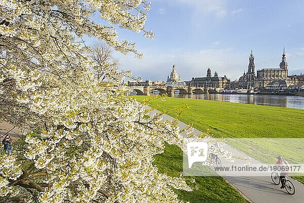 Die blühenden Kirschbäume am Neustädter Elbufer in Dresden  zählen zu den schönsten Frühlingsorten in Deutschland