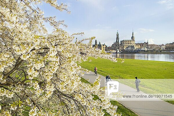 Die blühenden Kirschbäume am Neustädter Elbufer in Dresden  zählen zu den schönsten Frühlingsorten in Deutschland