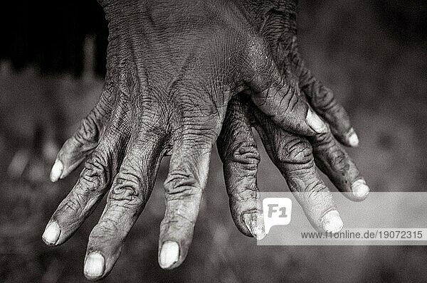 Foto einer Frau mit faltigen Händen  gezeichnet von Zeit und schwerer Arbeit in Trikora  Papua  Indonesien  Asien