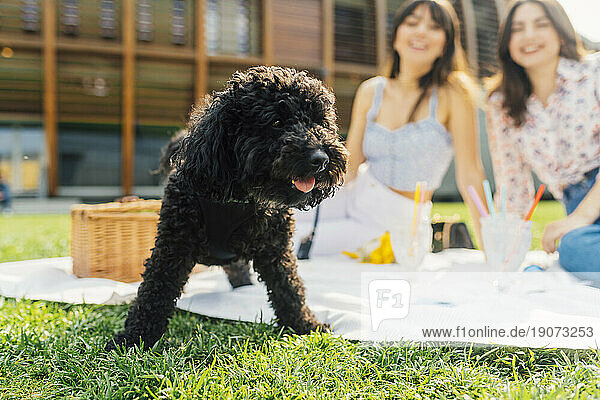 Schwarzer Hund mit Freunden im Hintergrund