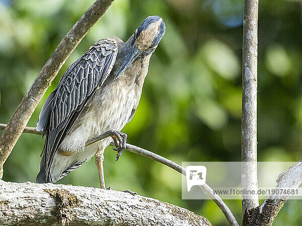 An adult yellow-crowned night heron (Nyctanassa violacea) along the shoreline at Playa Blanca,  Costa Rica,  Central America