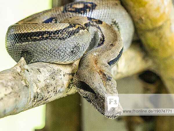 An adult Central American boa (Boa imperator) during the day  Caletas  Costa Rica  Central America