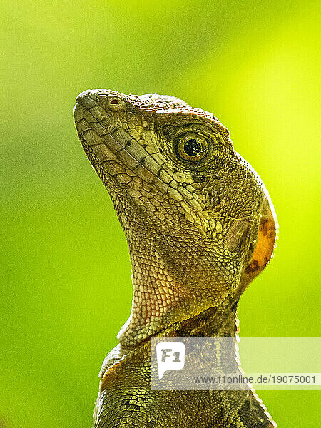 A juvenile male common basilisk (Basiliscus basiliscus) on a tree next to a stream in Caletas,  Costa Rica,  Central America